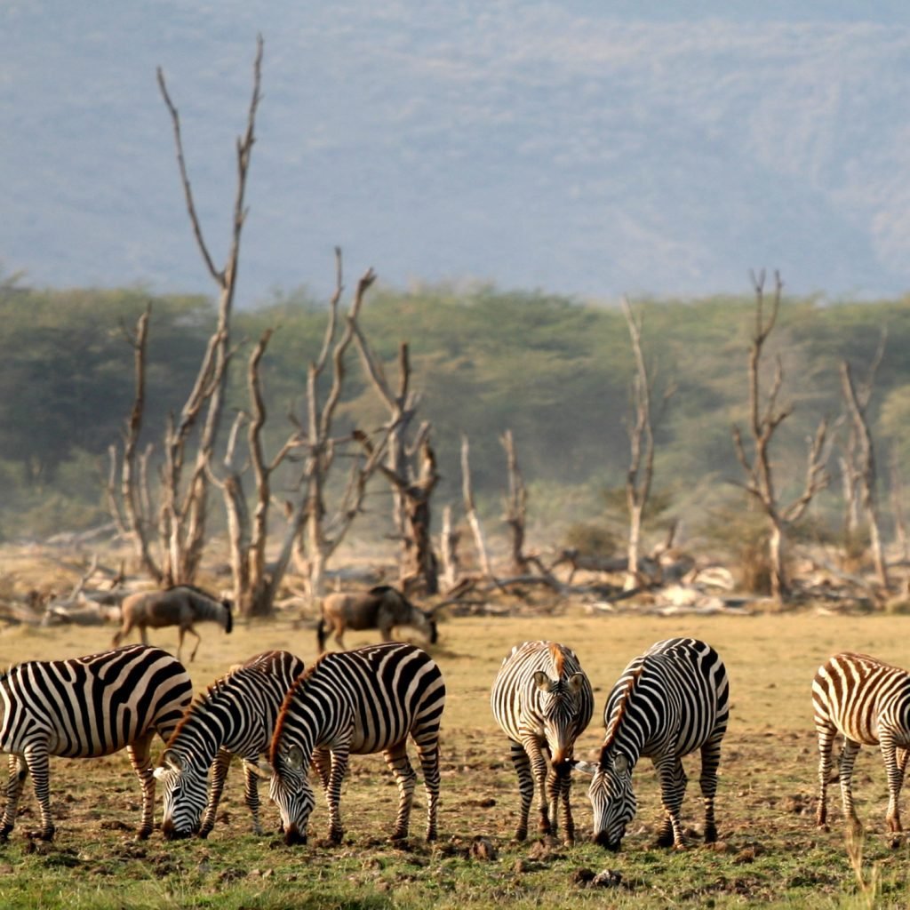 Lake Manyara National Park