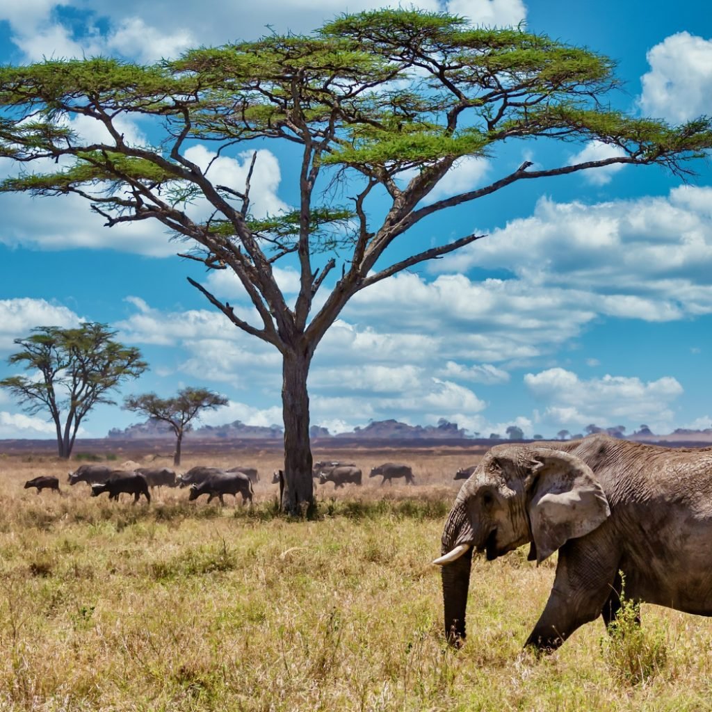 Top 10 Places to Explore in Tanzania