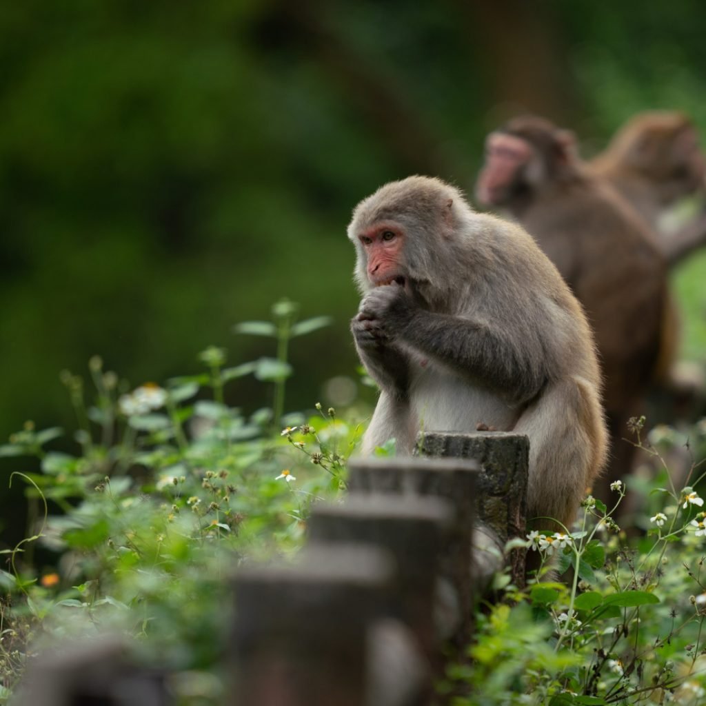 Ubud Monkey Forest